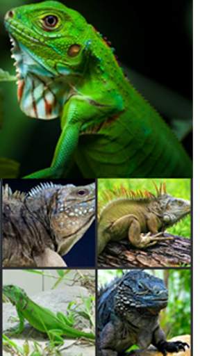 Iguana Wallpaper screenshot 4