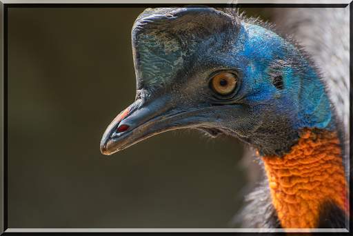 Birds Jigsaw Puzzles स्क्रीनशॉट 4