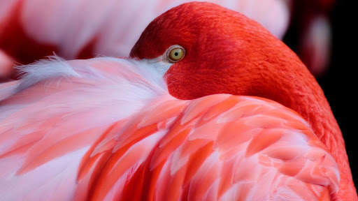 Flamingo. Birds Wallpapers скриншот 6
