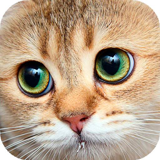 Cats Live Wallpapers 16.0