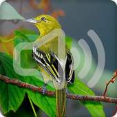 Common Iora Bird Call Sounds Ringtone 2.6.9