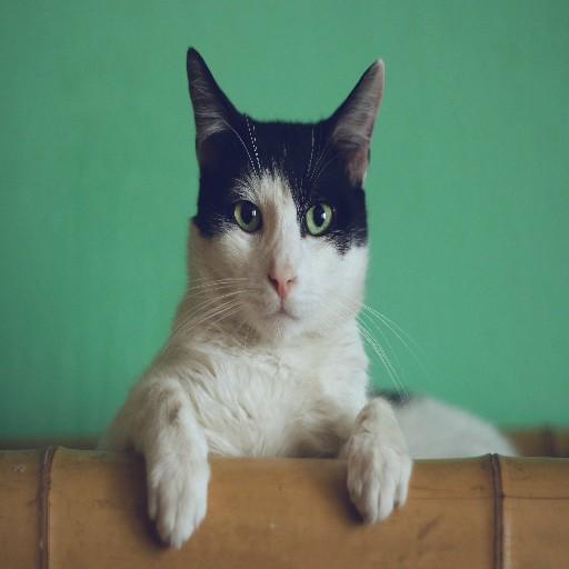 Cat Wallpaper Live HD 4K icon