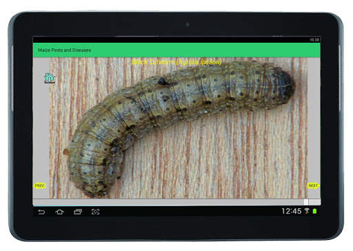 Maize Pests and Diseases screenshot 7