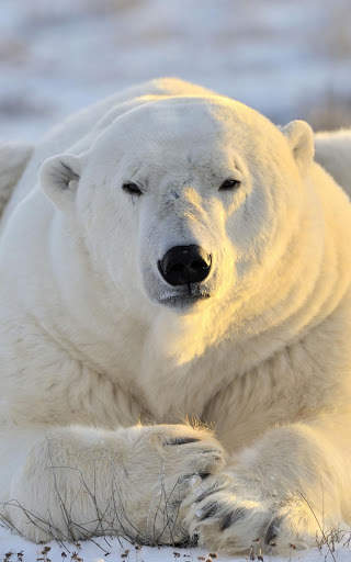 Bear Wallpapers | hd backgrounds screenshot 3