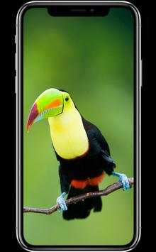 Bird Wallpapers screenshot 2