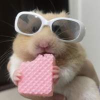 Funny Animal TikTok Video HD