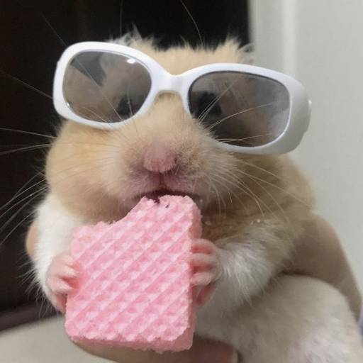 Funny Animal TikTok Video HD 1.7.0