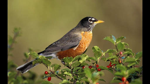 Robin. Birds Wallpapers скриншот 2