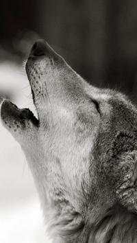 HD Wolf Wallpapers screenshot 9