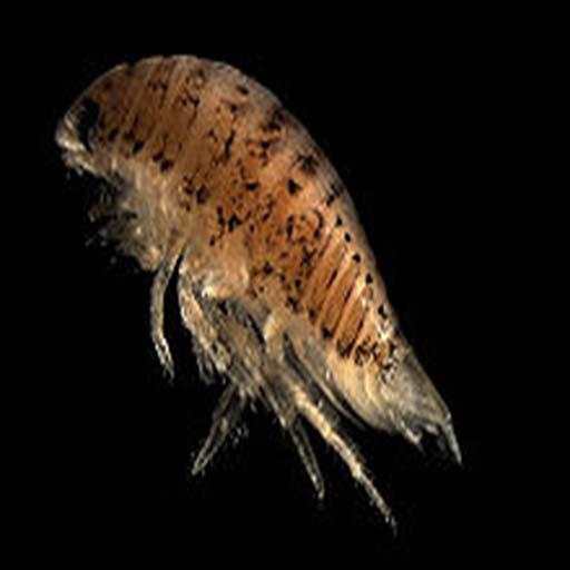 Isopod Party Hour 2.5