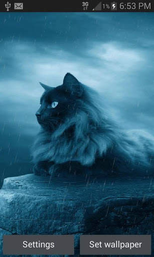 Black Cat In Rain LWP screenshot 1