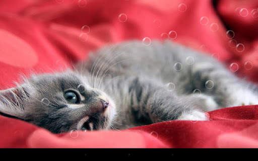 Lazy Cat Live Wallpaper screenshot 7