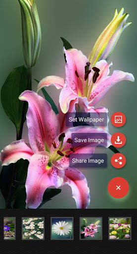 Flowers Wallpaper screenshot 3