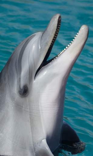 Dolphin Wallpapers HD (backgrounds & themes) screenshot 4