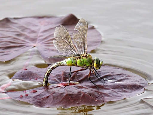 Dragonfly HD Wallpaper screenshot 8