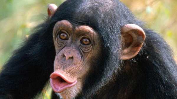 Funny chimpanzee screenshot 6
