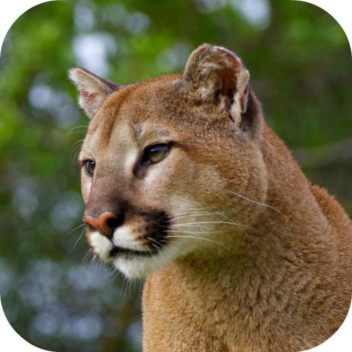 Cougar Sounds 1.0