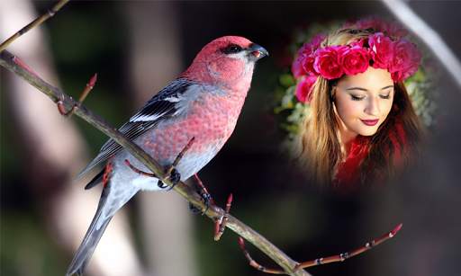 Birds Photo Frames 3 تصوير الشاشة