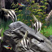Fish Tank LWP icon