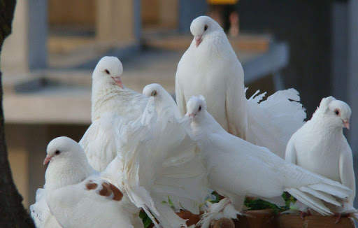 Pigeon Wallpaper 8 تصوير الشاشة