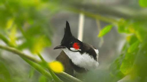 Red-whiskered Bulbul Sounds screenshot 7