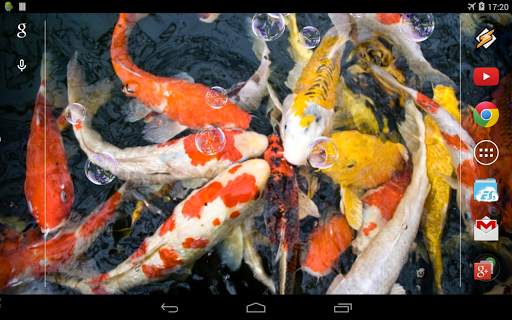 Koi Live Wallpaper screenshot 5