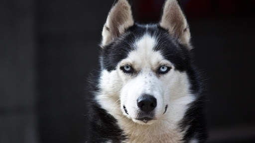 Husky Live Wallpaper (wallpapers & backgrounds) screenshot 12