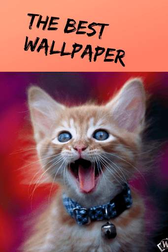 Pictures of Funny Cats, Wallpaper screenshot 7