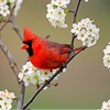 Birds Live Wallpapers icon