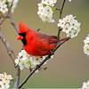 Birds Live Wallpapers 1.0