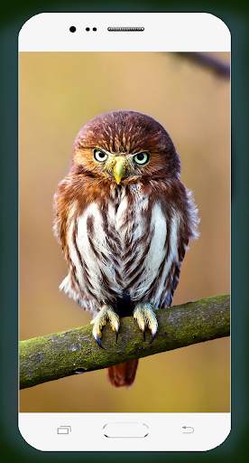 Owl Wallpaper HD screenshot 3