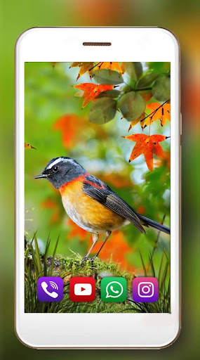 Birds Live Wallpaper screenshot 2