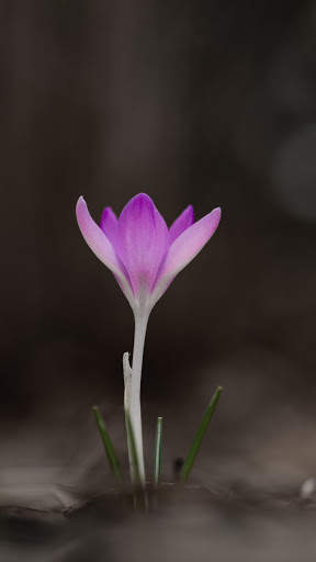 Macro HD Wallpaper screenshot 8