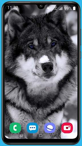 Wolf Wallpaper HD screenshot 11