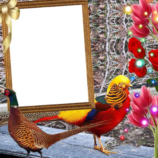 Pheasant Insta DP 2 تصوير الشاشة
