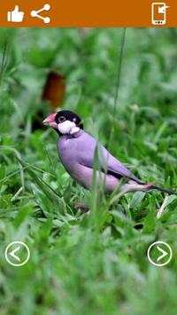 Burung hidup wallpaper screenshot 1