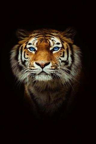 Tiger Wallpapers screenshot 3