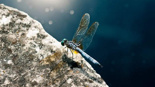 Dragonfly HD Wallpaper screenshot 6