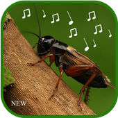 cricket sounds mp3 icon