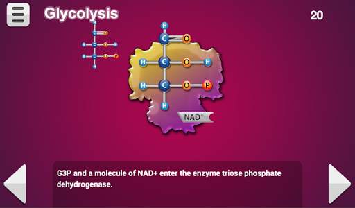Biology Cellular Respiration screenshot 13