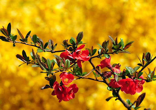 Flowers Wallpapers HD 2021 screenshot 16