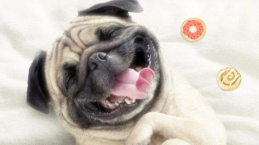Candy Pug screenshot 1
