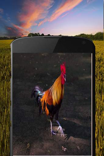 canzone del gallo screenshot 3