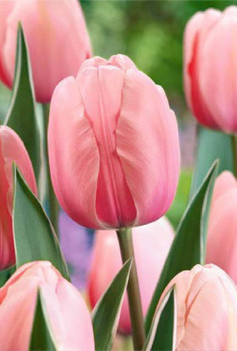 Flower Tulip HD screenshot 2