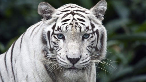 White Tiger Live Wallpaper (Backgrounds) 4 تصوير الشاشة