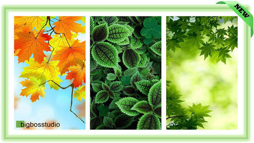 Beautiful Leaves Wallpaper screenshot 1