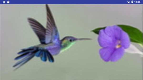 Bird Wallpapers: Beautiful Bird Images, Bird Pics screenshot 7