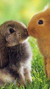 Rabbits Wallpapers screenshot 4