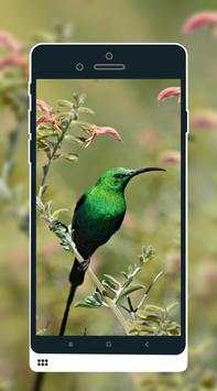 Bird Wallpaper screenshot 3