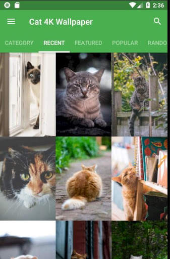 ❤️[FREE] HD Cat Wallpaper -Grumpy Cat -Funny Cat❤️ screenshot 1